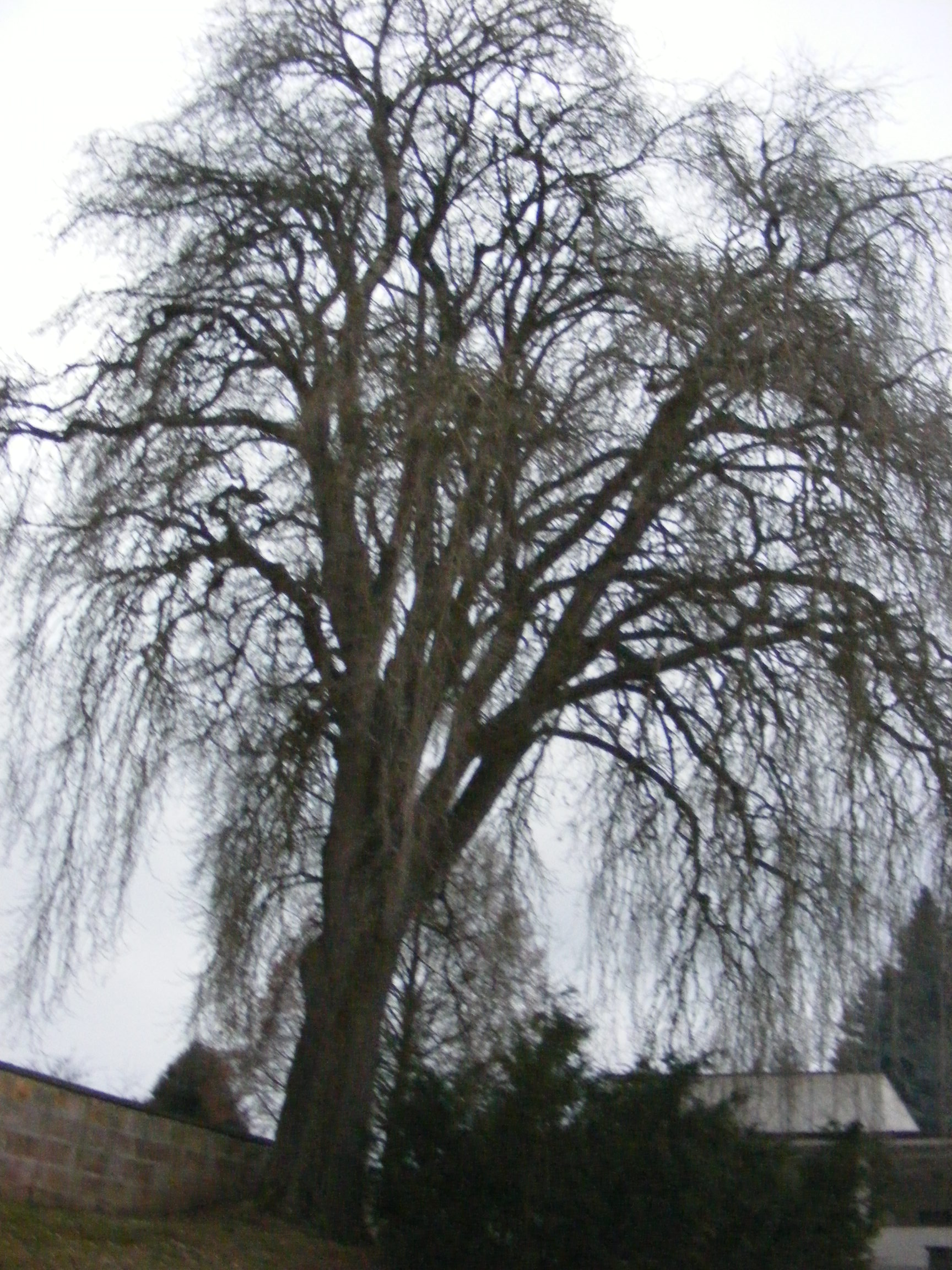 DSCF4002.jpg